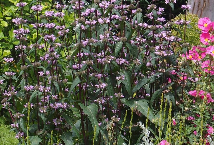 Sápa kašmírská - Phlomis cashmeriana