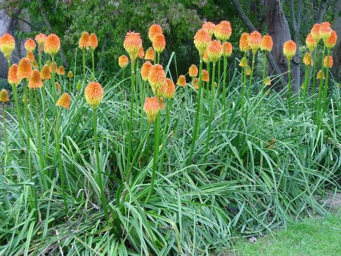 Kleopatřina jehla - Kniphofia rooperi