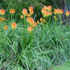 Kleopatřina jehla - Kniphofia rooperi