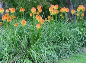 Kleopatřina jehla - Kniphofia rooperi