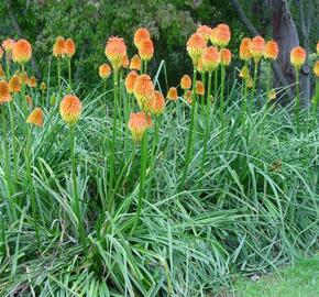 Kleopatřina jehla - Kniphofia rooperi