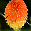 Kleopatřina jehla - Kniphofia rooperi