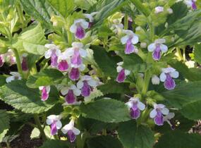 Medovník meduňkolistý 'Royal Velvet Distinction' - Melittis melissophyllum 'Royal Velvet Distinction'