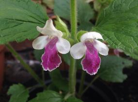 Medovník meduňkolistý 'Royal Velvet Distinction' - Melittis melissophyllum 'Royal Velvet Distinction'