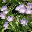 Stokésie 'Klaus Jelitto' - Stokesia laevis 'Klaus Jelitto'