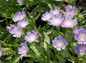 Stokésie 'Klaus Jelitto' - Stokesia laevis 'Klaus Jelitto'