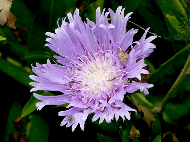 Stokésie 'Klaus Jelitto' - Stokesia laevis 'Klaus Jelitto'