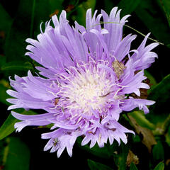 Stokésie 'Klaus Jelitto' - Stokesia laevis 'Klaus Jelitto'
