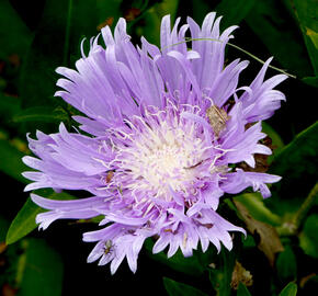 Stokésie 'Klaus Jelitto' - Stokesia laevis 'Klaus Jelitto'