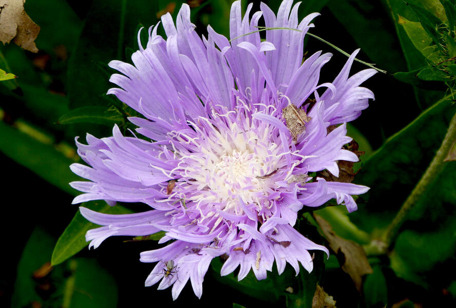 Stokésie 'Klaus Jelitto' - Stokesia laevis 'Klaus Jelitto'