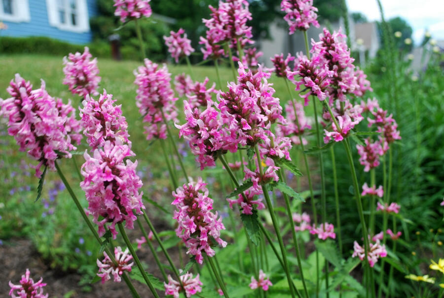 Čistec, bukvice lékařská 'Pink Cotton Candy' - Stachys (Betonica) officinalis 'Pink Cotton Candy’