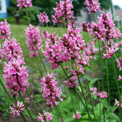 Čistec, bukvice lékařská 'Pink Cotton Candy' - Stachys (Betonica) officinalis 'Pink Cotton Candy’