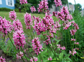 Čistec, bukvice lékařská 'Pink Cotton Candy' - Stachys (Betonica) officinalis 'Pink Cotton Candy’