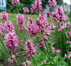 Bukvice (čistec) lékařská 'Pink Cotton Candy' - Stachys officinalis 'Pink Cotton Candy’