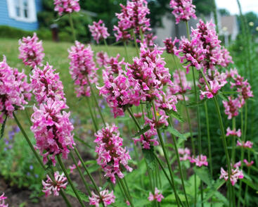 Čistec, bukvice lékařská 'Pink Cotton Candy'
