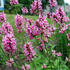 bukvice-lekarska-pink-cotton-candy.jpg