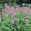 Čistec, bukvice lékařská 'Pink Cotton Candy' - Stachys (Betonica) officinalis 'Pink Cotton Candy’