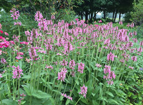 Čistec, bukvice lékařská 'Pink Cotton Candy' - Stachys (Betonica) officinalis 'Pink Cotton Candy’