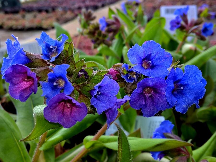 Plicník 'Blue Ensign' - Pulmonaria 'Blue Ensign'