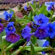 Plicník 'Blue Ensign' - Pulmonaria 'Blue Ensign'