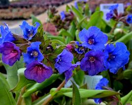 Plicník 'Blue Ensign'