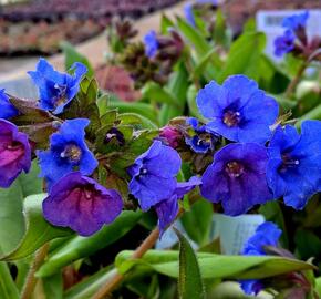 Plicník 'Blue Ensign' - Pulmonaria 'Blue Ensign'