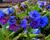 Plicník 'Blue Ensign'