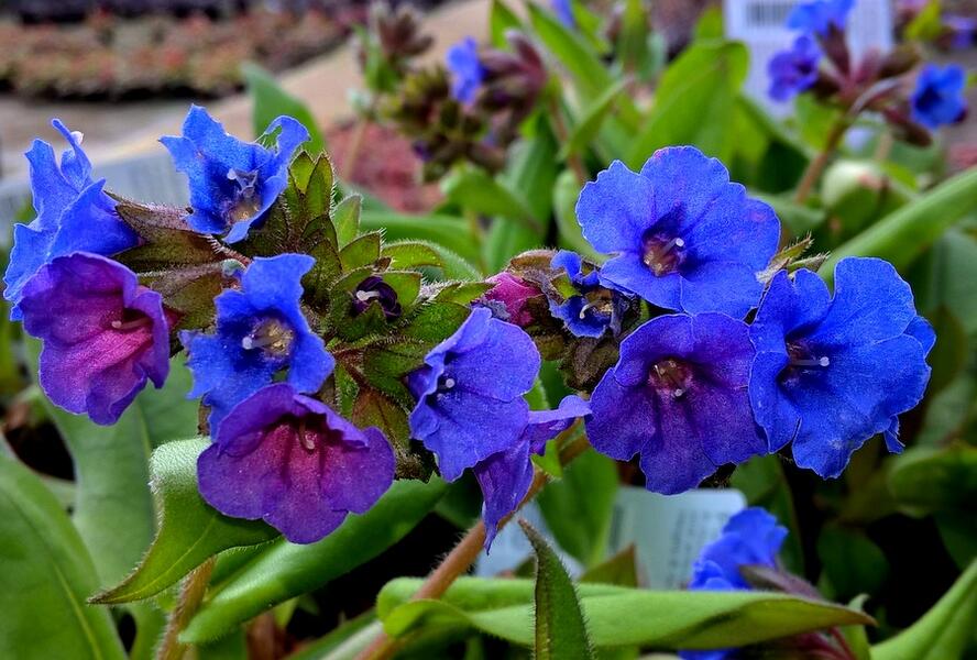 Plicník 'Blue Ensign' - Pulmonaria 'Blue Ensign'