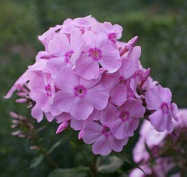 Plamenka latnatá 'Junior Fantasy' - Phlox paniculata 'Junior Fantasy'