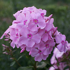 Plamenka latnatá 'Junior Fantasy' - Phlox paniculata 'Junior Fantasy'