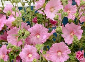 Slézovec 'Candy Floss' - Lavatera olbia 'Candy Floss'