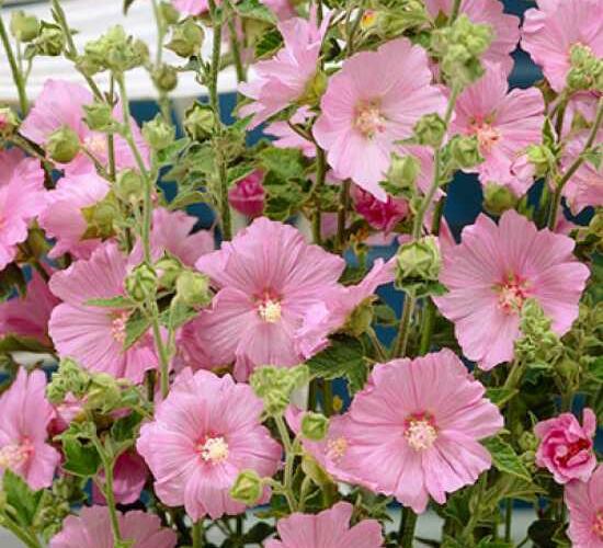 Slézovec 'Candy Floss' - Lavatera olbia 'Candy Floss'