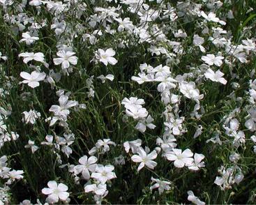 Len vytrvalý 'Nanum Album Diamant'