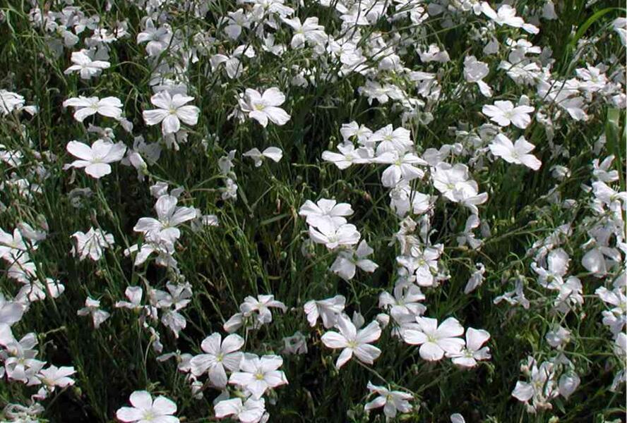 Len vytrvalý 'Nanum Album Diamant' - Linum perenne 'Nanum Album Diamant'