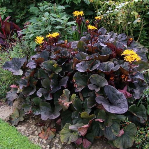 Popelivka zoubkovaná 'Midnight Lady' - Ligularia dentata 'Midnight Lady'