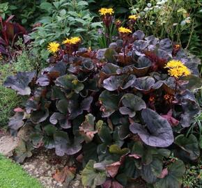 Popelivka zoubkovaná 'Midnight Lady' - Ligularia dentata 'Midnight Lady'