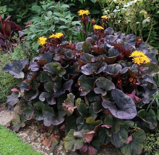 Popelivka zoubkovaná 'Midnight Lady' - Ligularia dentata 'Midnight Lady'