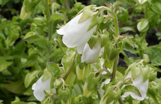 Zvonek, symphyandra pendula - Symphyandra pendula