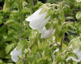Zvonek, symphyandra pendula
