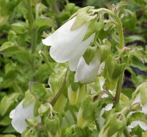 Zvonek, symphyandra pendula - Symphyandra pendula