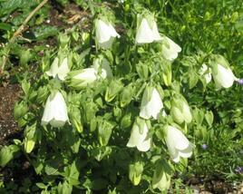 Zvonek, symphyandra hofmannii
