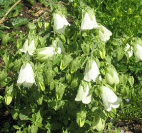 Zvonek, symphyandra hofmannii - Symphyandra hofmannii