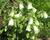 Zvonek, symphyandra hofmannii