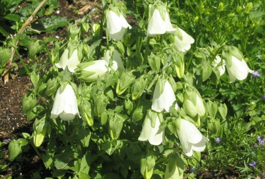 Zvonek, symphyandra hofmannii - Symphyandra hofmannii