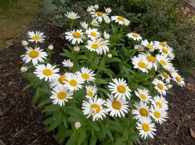 Kopretina největší 'Polaris' - Leucanthemum maximum 'Polaris'