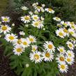 Kopretina největší 'Polaris' - Leucanthemum maximum 'Polaris'