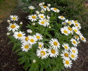 Kopretina největší 'Polaris'