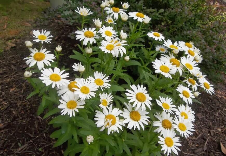 Kopretina největší 'Polaris' - Leucanthemum maximum 'Polaris'