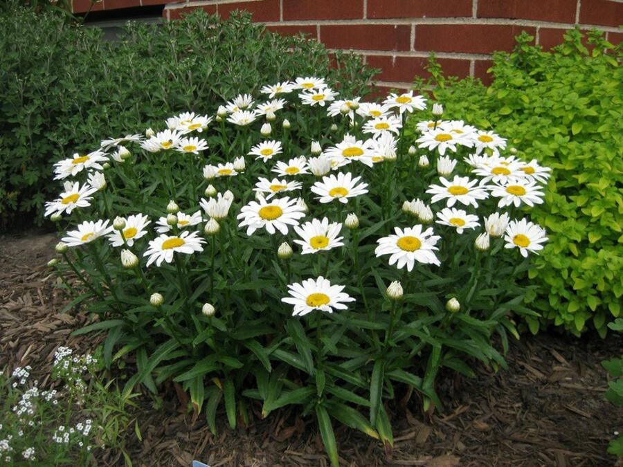 Kopretina velkokvětá 'Alaska' - Leucanthemum x superbum 'Alaska'