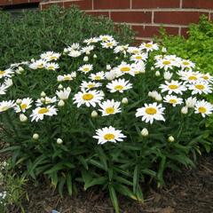 Kopretina velkokvětá 'Alaska' - Leucanthemum x superbum 'Alaska'